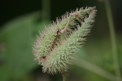 Pergularia daemia